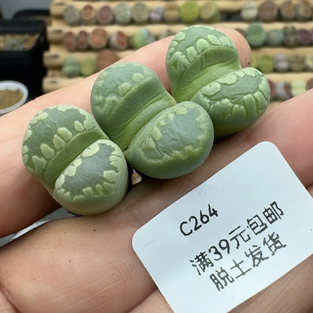 264多肉哈哈哈哈哈哈哈哈