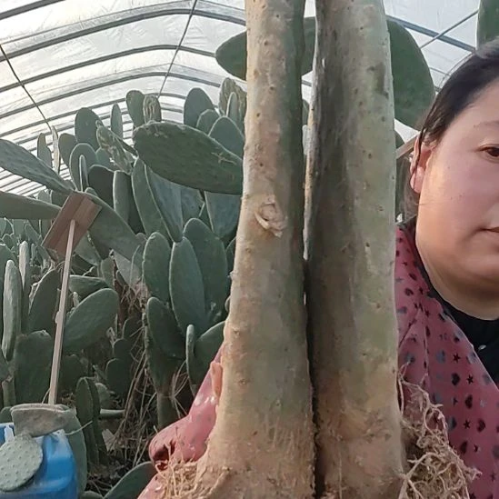 30厘米两颗有砍头黄果仙人掌带根脱土发货