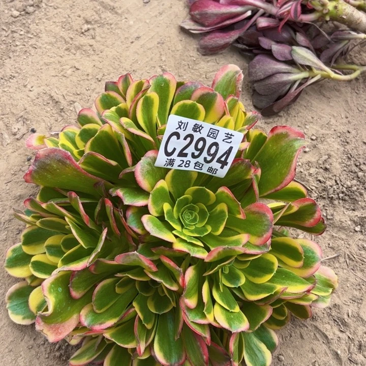 无根特斯拉丝多肉2994