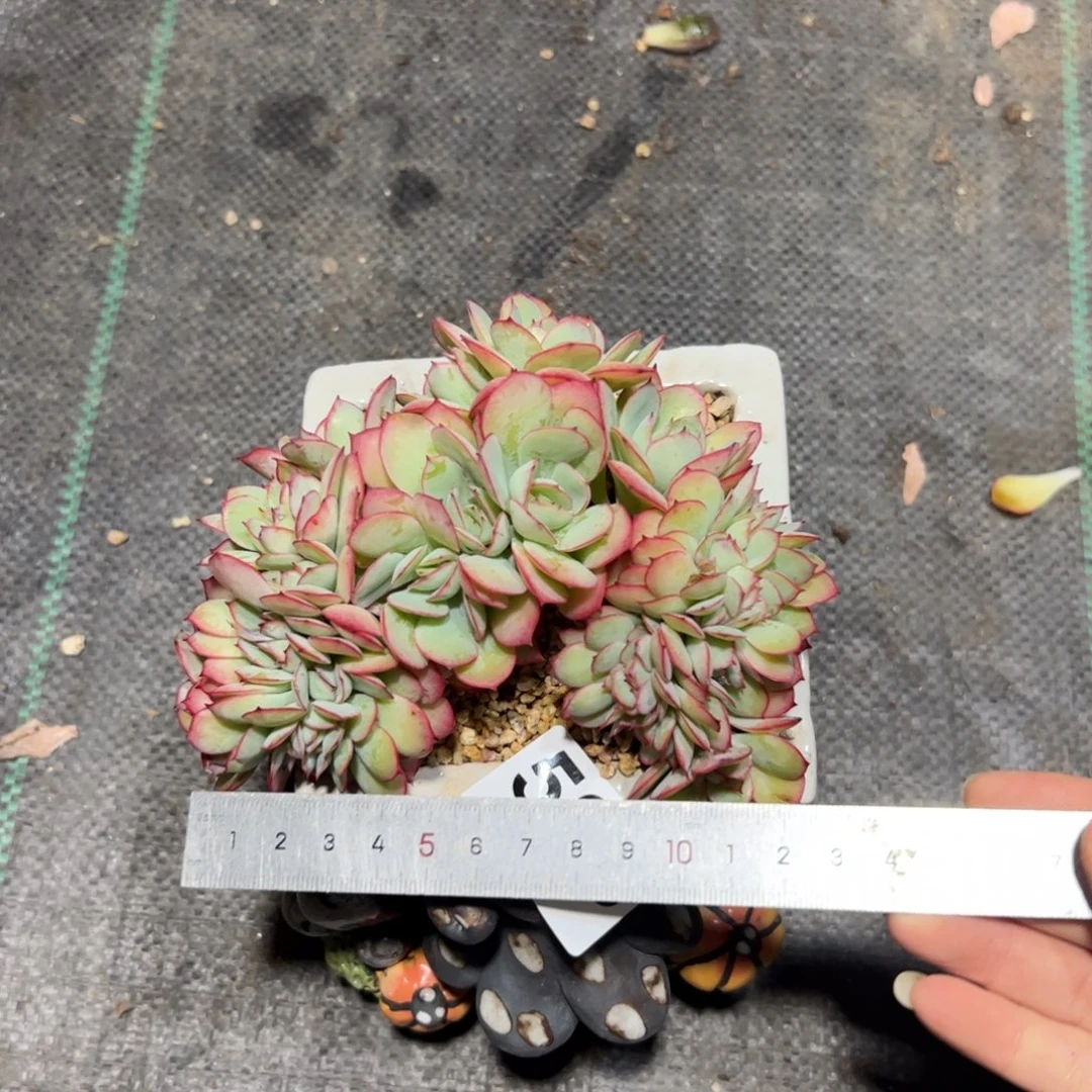 *****526多肉植物组合盆栽