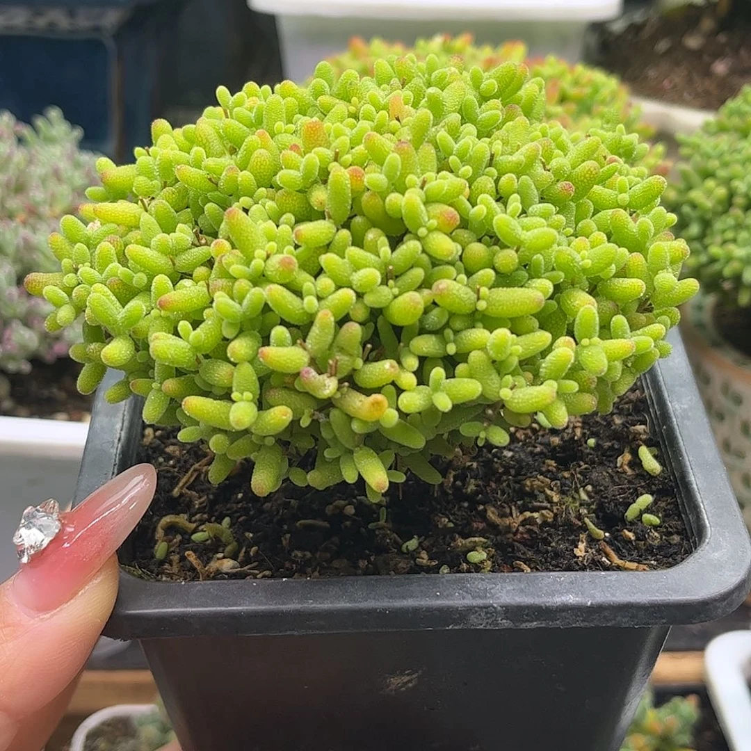 30蜜桔糖球优选枝干