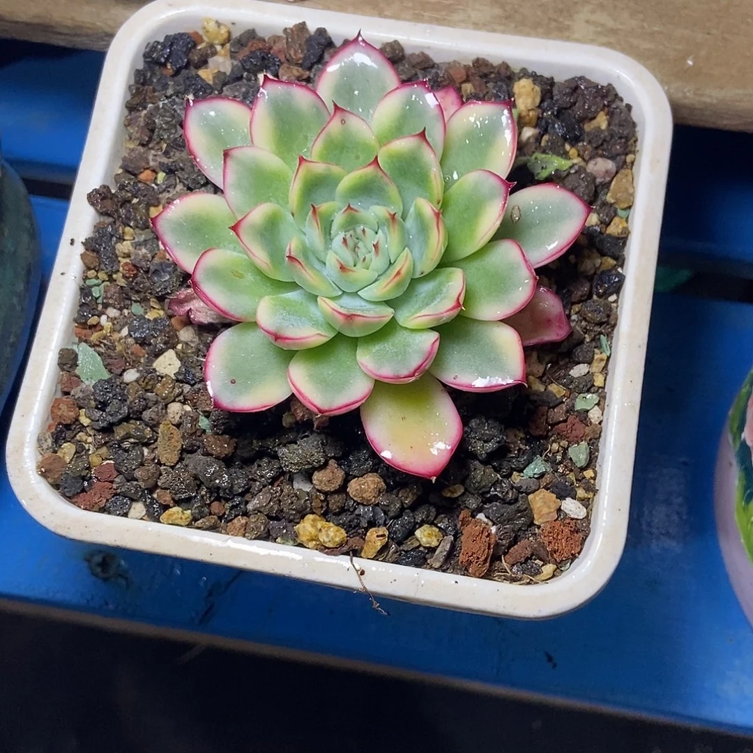 荷花单头覆轮锦一物一拍