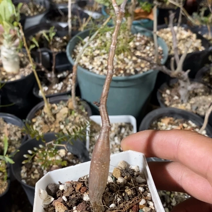皮皮虾师生带盆土发货