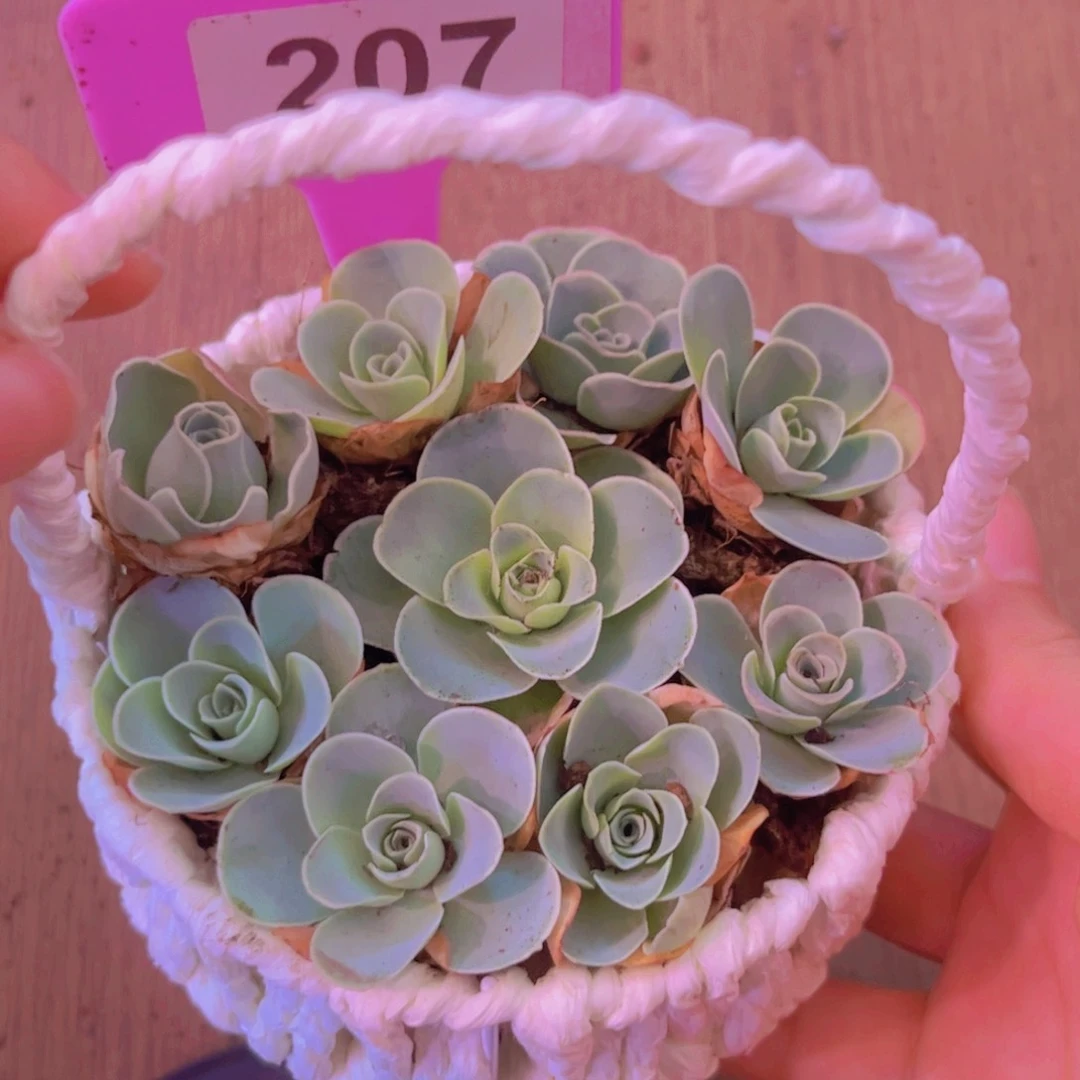 207山地玫瑰带小蓝子发货
