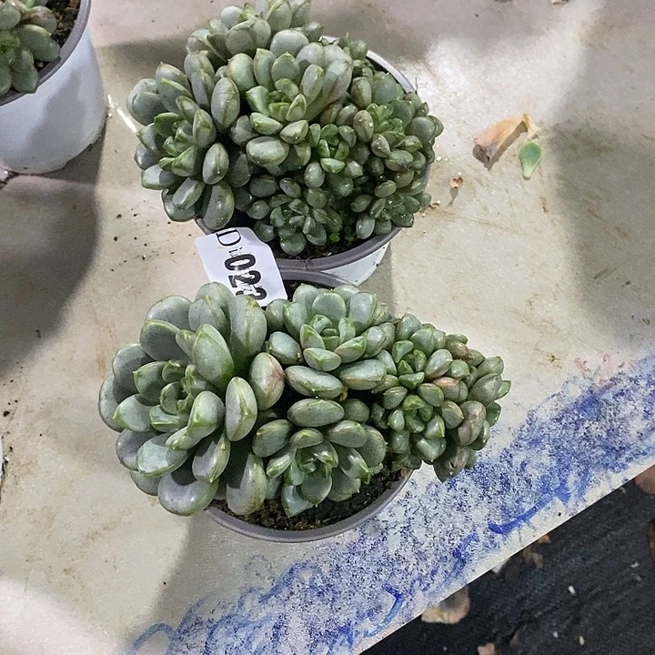 贝***咪023葡萄多肉植物2颗