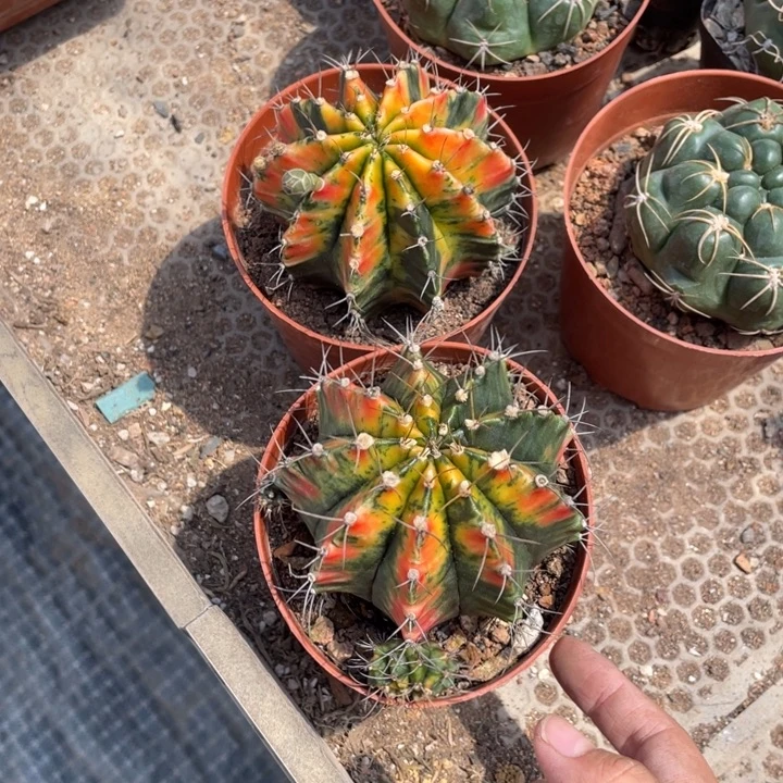 小****实生米哈牡丹锦脱土发货