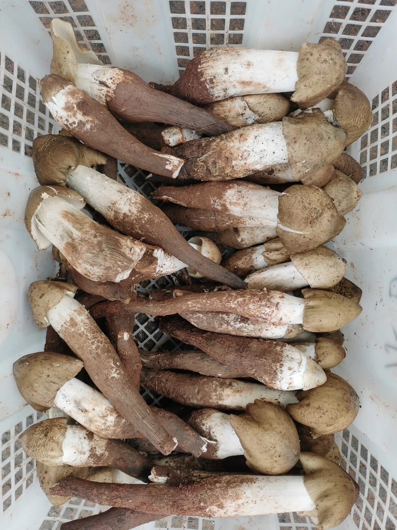 四川本地野生鸡枞菌正宗斗鸡菇精品骨朵顺丰空运包邮奶浆菌