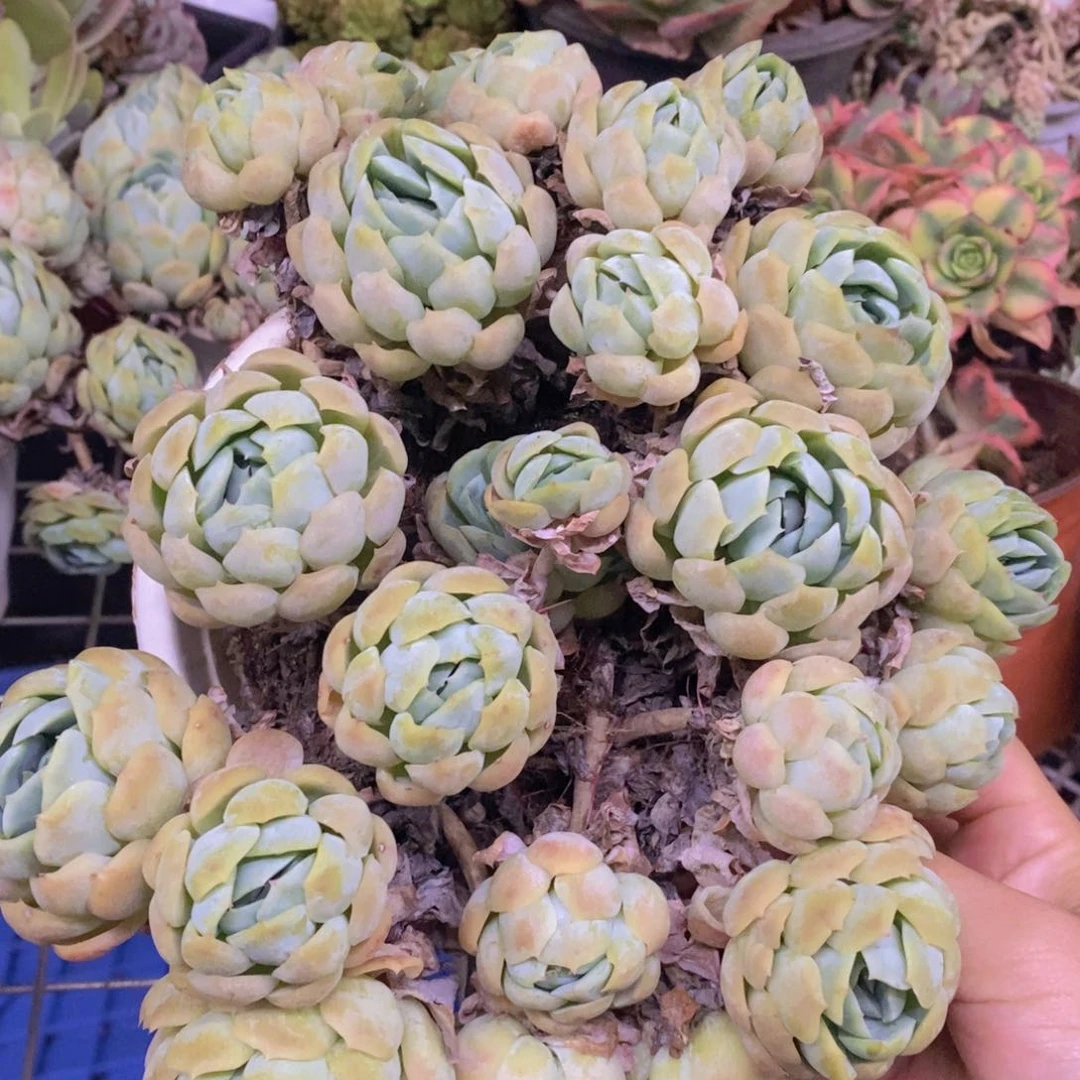 贝瑞整桩整群老桩