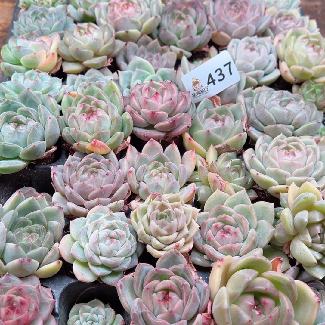 宁****6多肉植物多肉植物