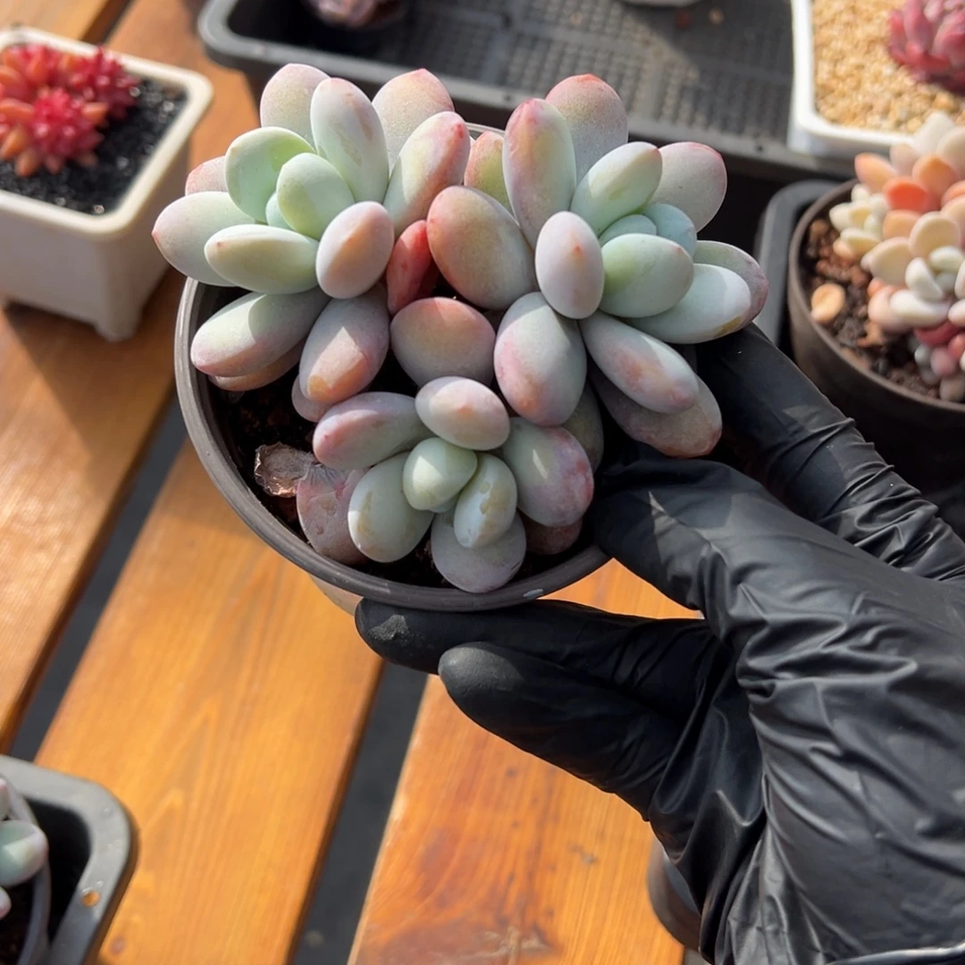 张张精品多肉瘾美人