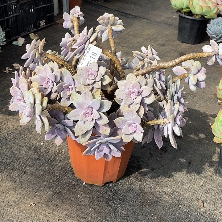 清***馆小七夕多肉华丽风车18