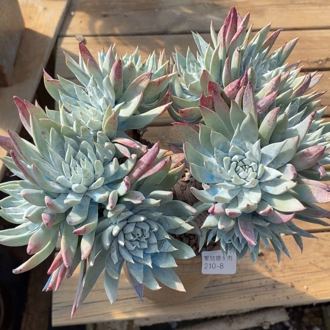 8号法瑞粗腿子群