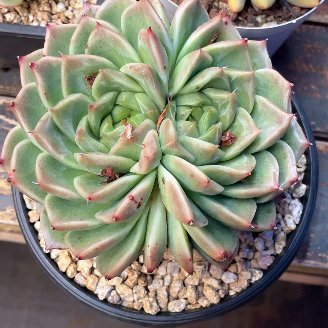 多肉植物一物一拍