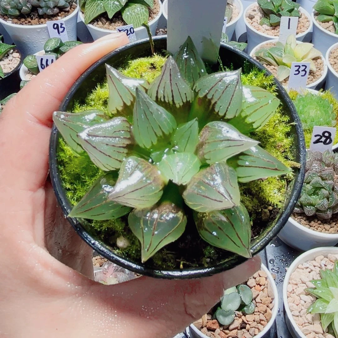 西瓜寿多肉植物6666