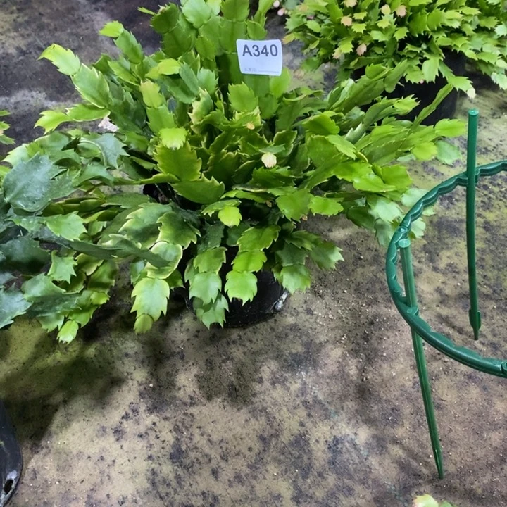 当前无花栽培后可以开花340海滨带花架