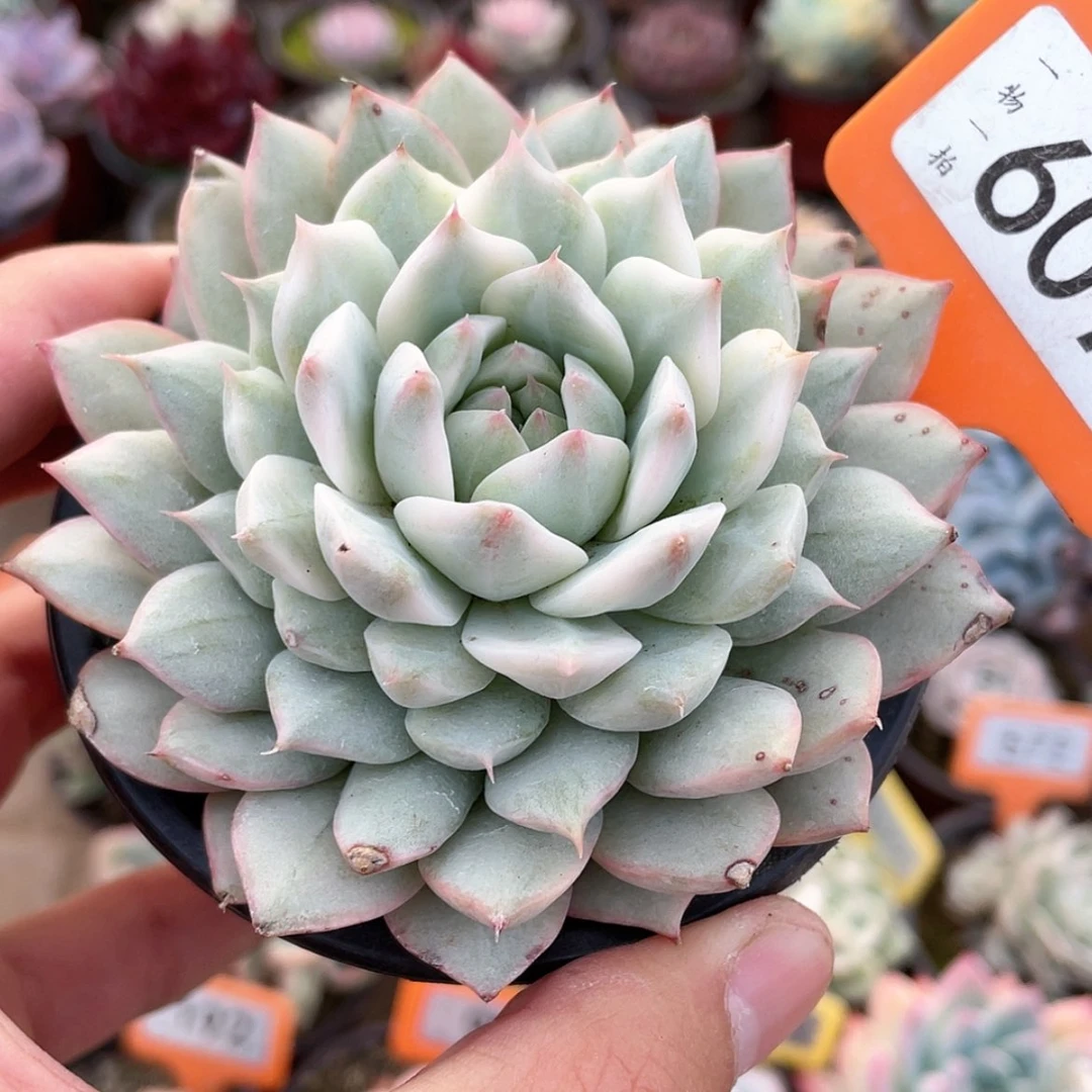 【闪购商品】607号