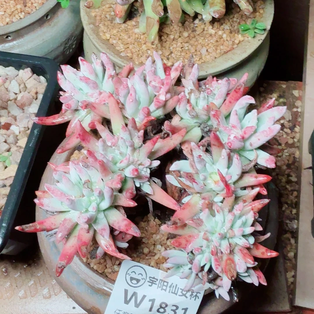 1831海瑟菊仙女杯多肉