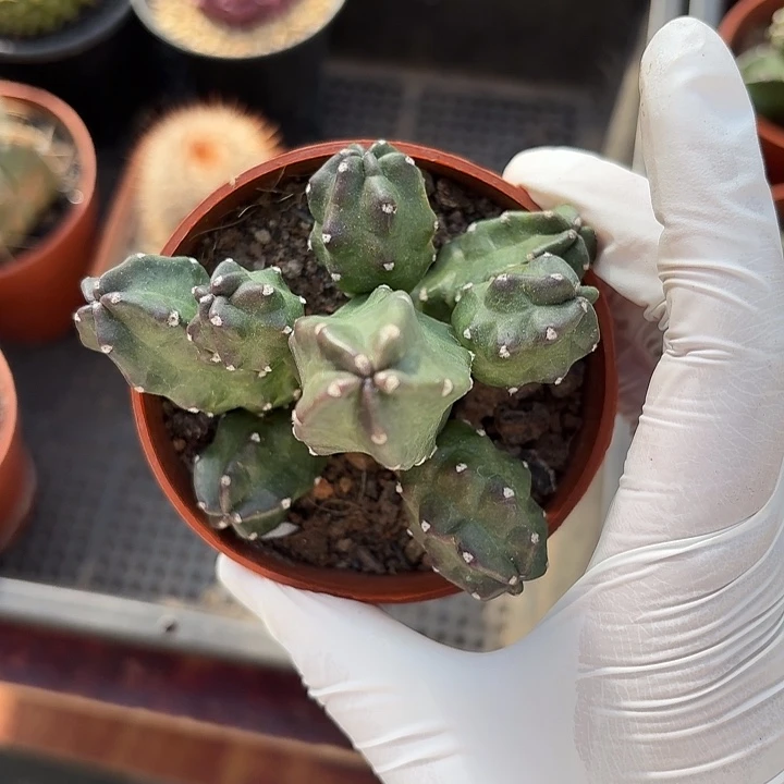 英桃太狼仙人球123