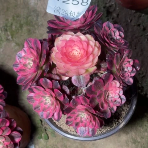 荔枝多肉多肉4258