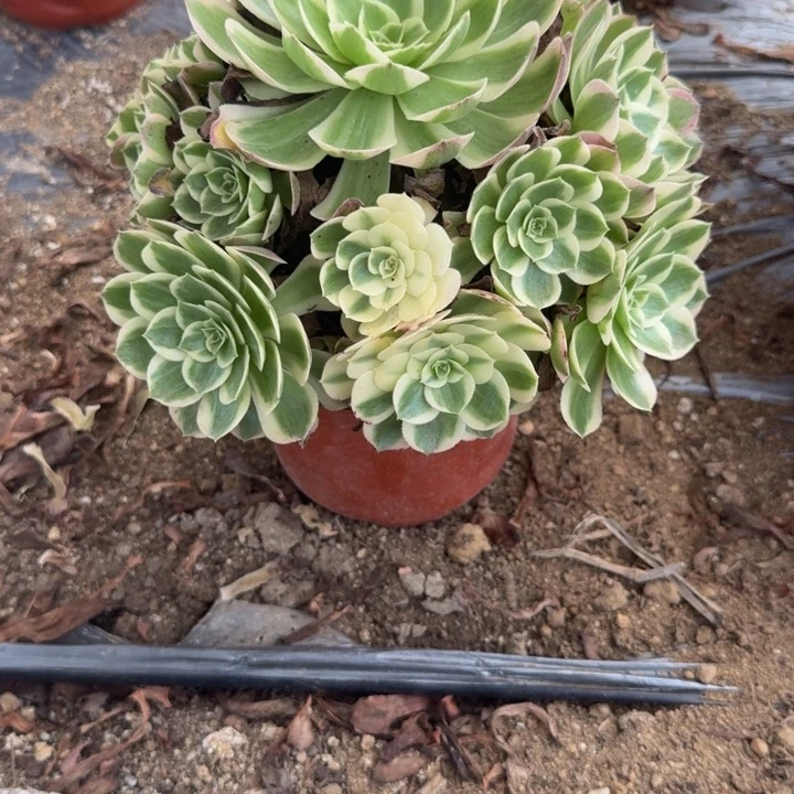 756海王 多肉植物