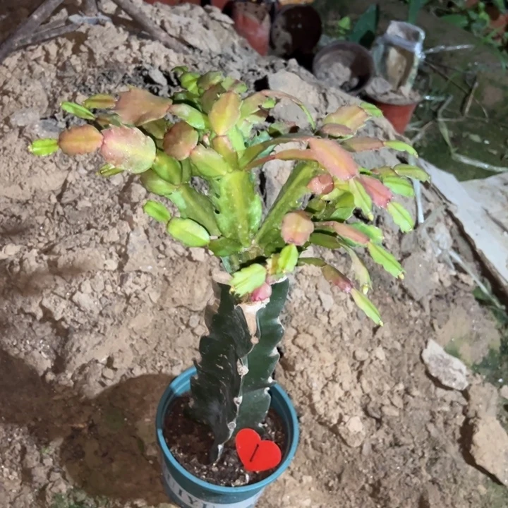 笑***幻当前无花栽培后可以开花035  1