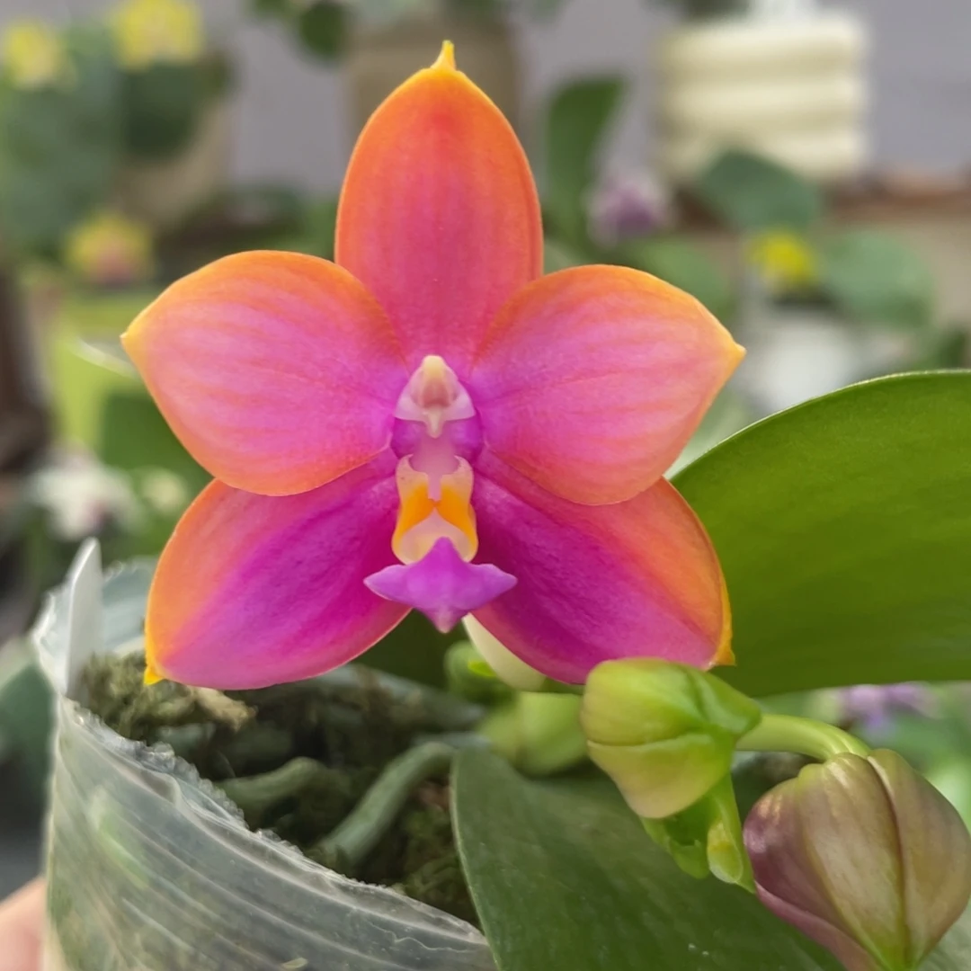 完全开放反射龙交洋洋粉玛丽