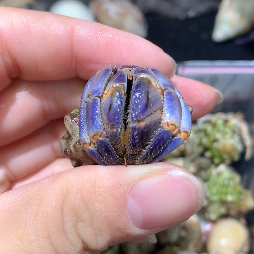 2.2口径奔跑的寄居蟹6号