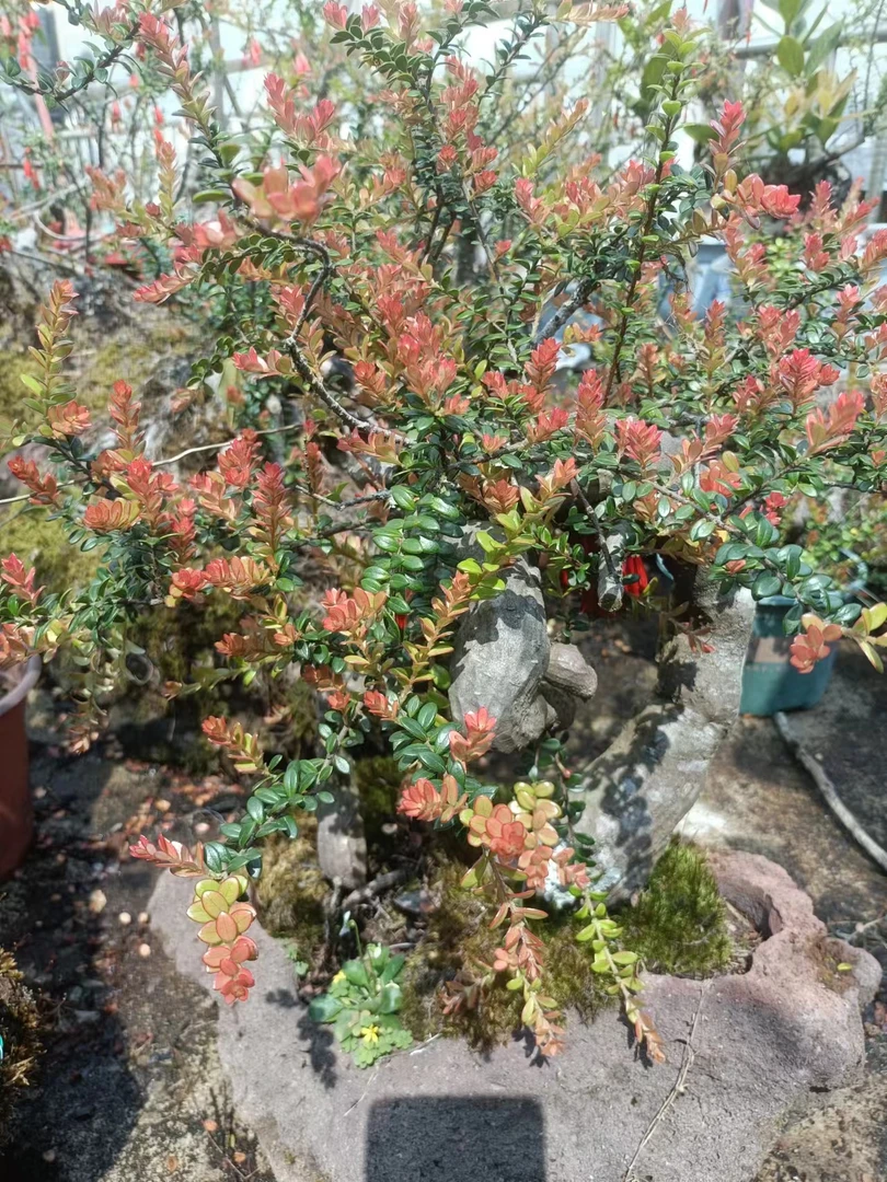 云南特色绿植，珍珠米叶，五翅梅，室内室外耐高温耐寒花期长。