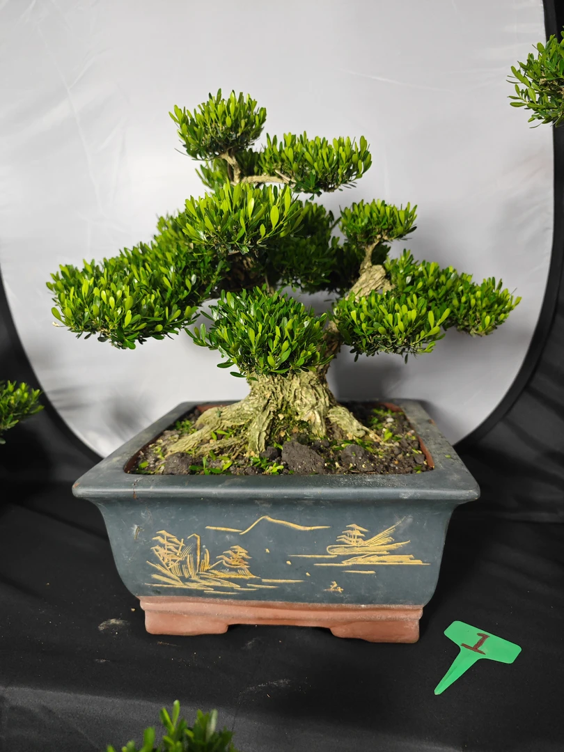 广东皱皮雀舌黄杨迎客松怪桩造型成品盆景紫砂盆一物一拍