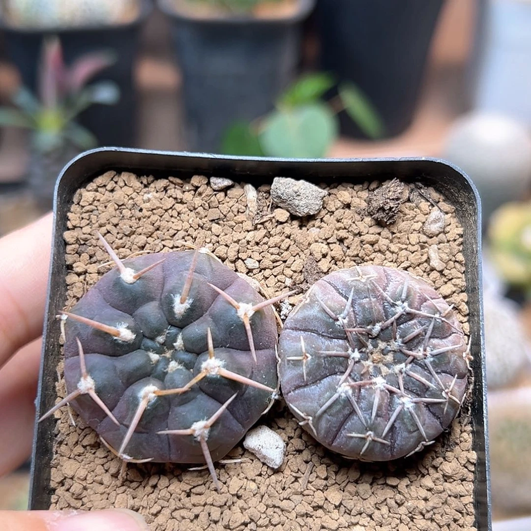 无花朵怪龙丸守殿玉