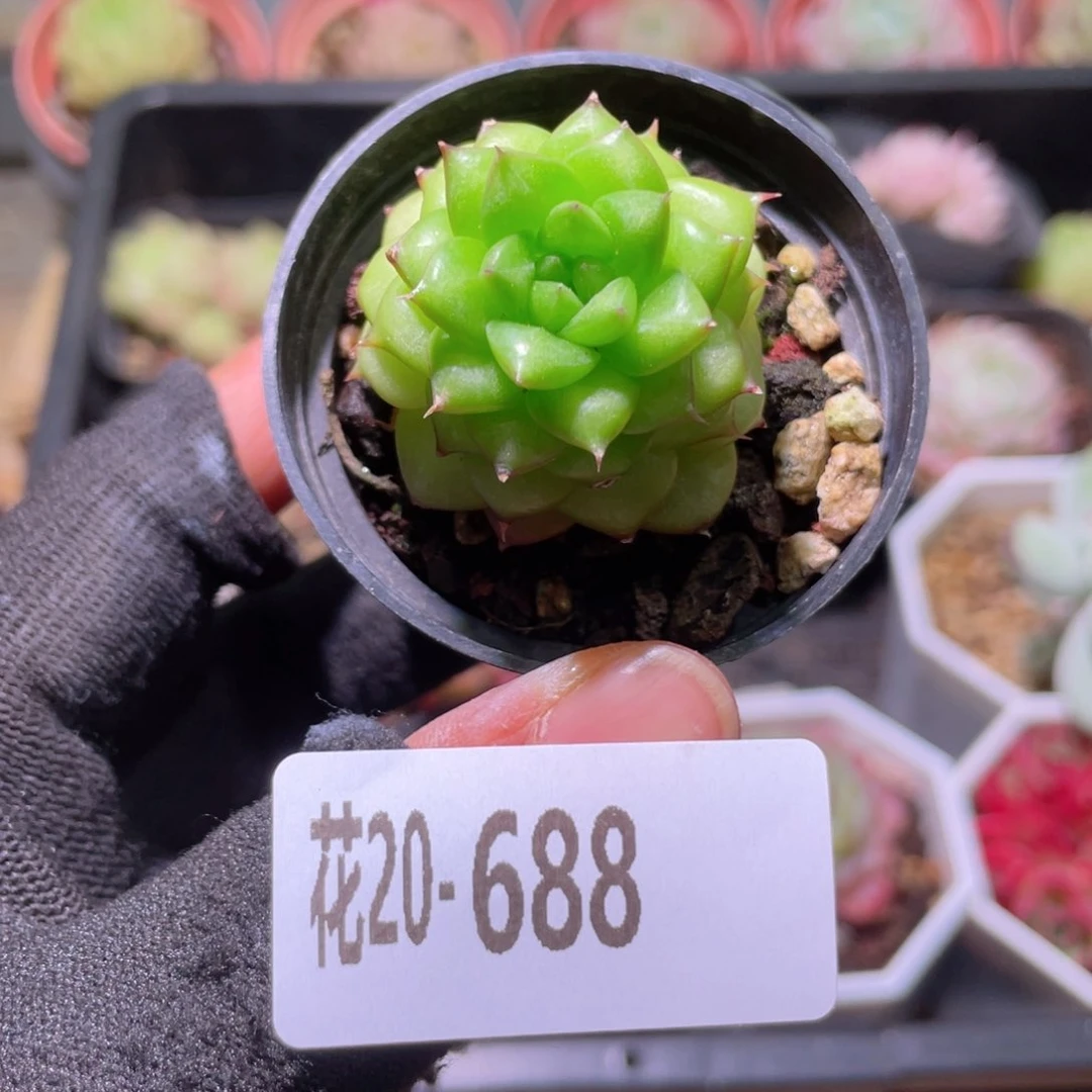 花利美20-688绿水鬼