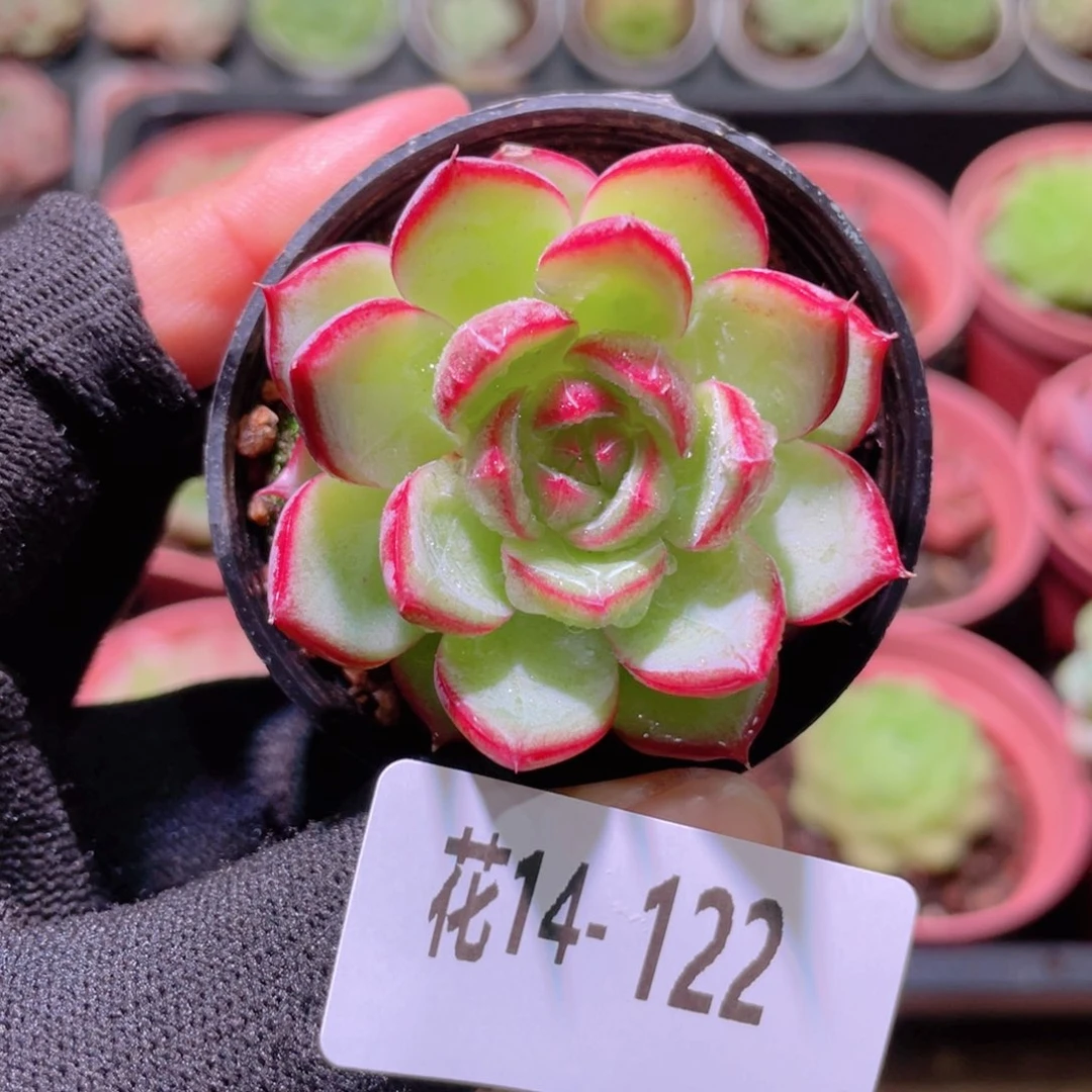 花利美14-122女王
