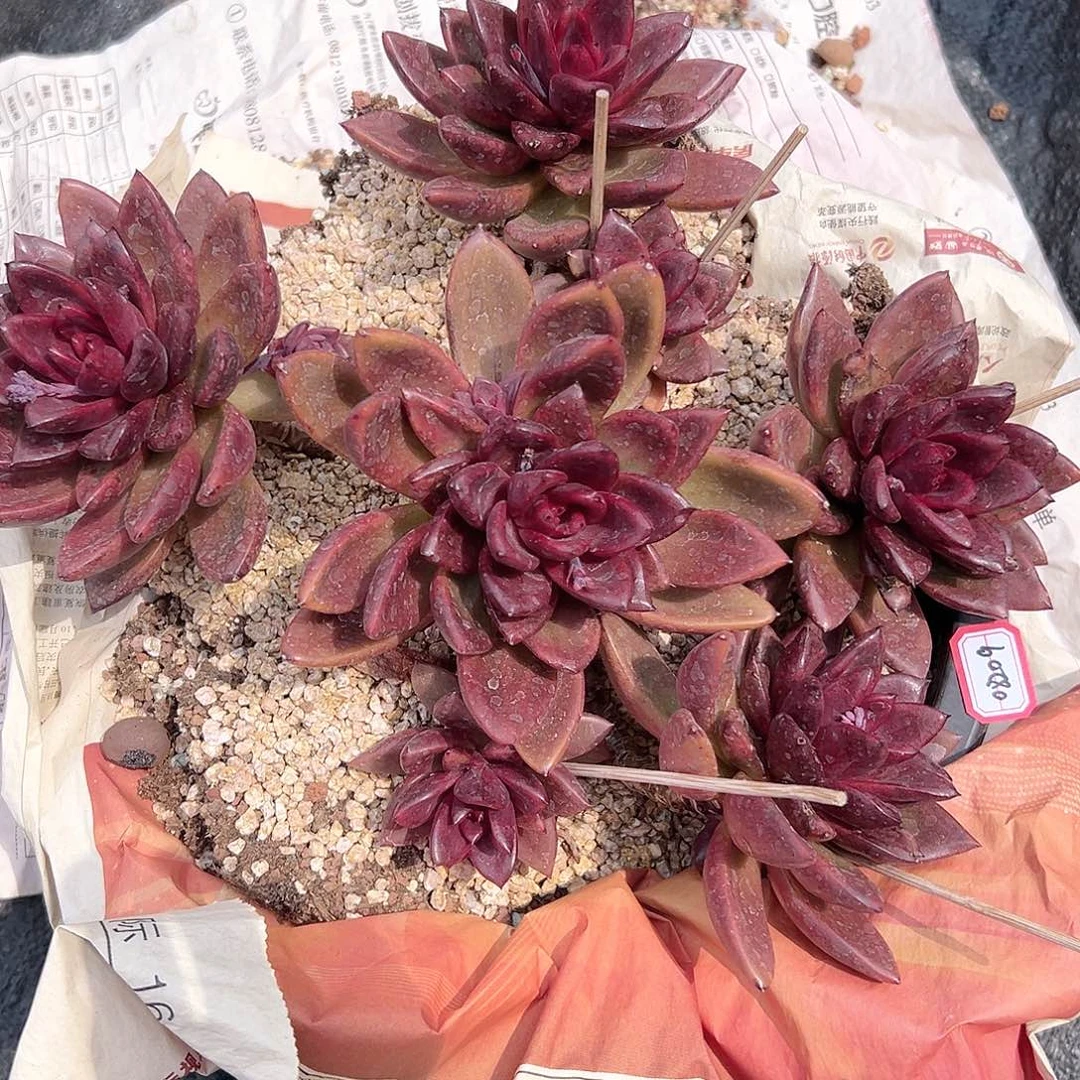 幸****好丰沛玫瑰老桩大群多肉08209