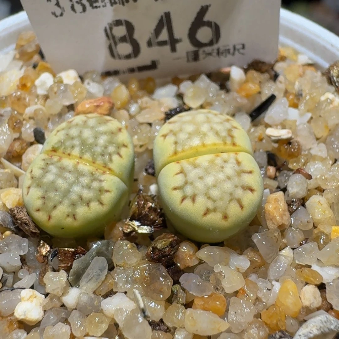 Ssss精品生石花846绿杂