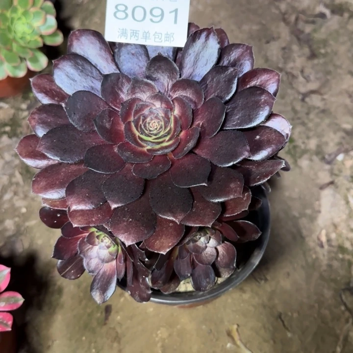 8091黑美人多肉植物