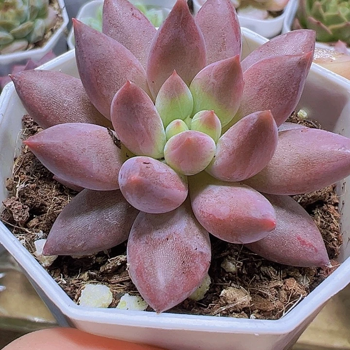 水晶球19包邮多肉植物