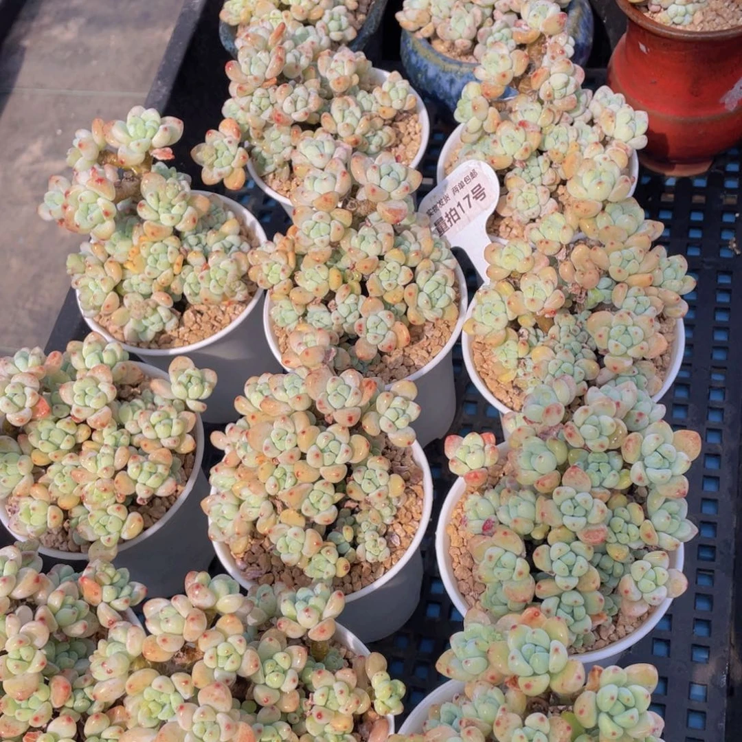 量拍17号 果冻胭脂罗琦老桩大群生一个