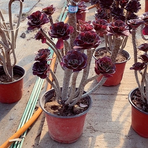 俊*嫁接法师多肉法师82号