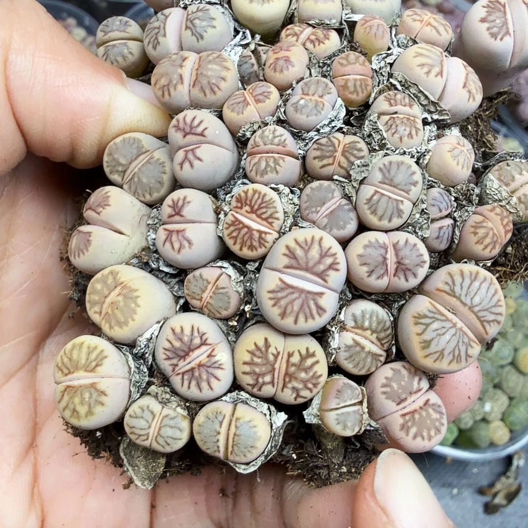 好喜欢看肖蘸在线采访692是