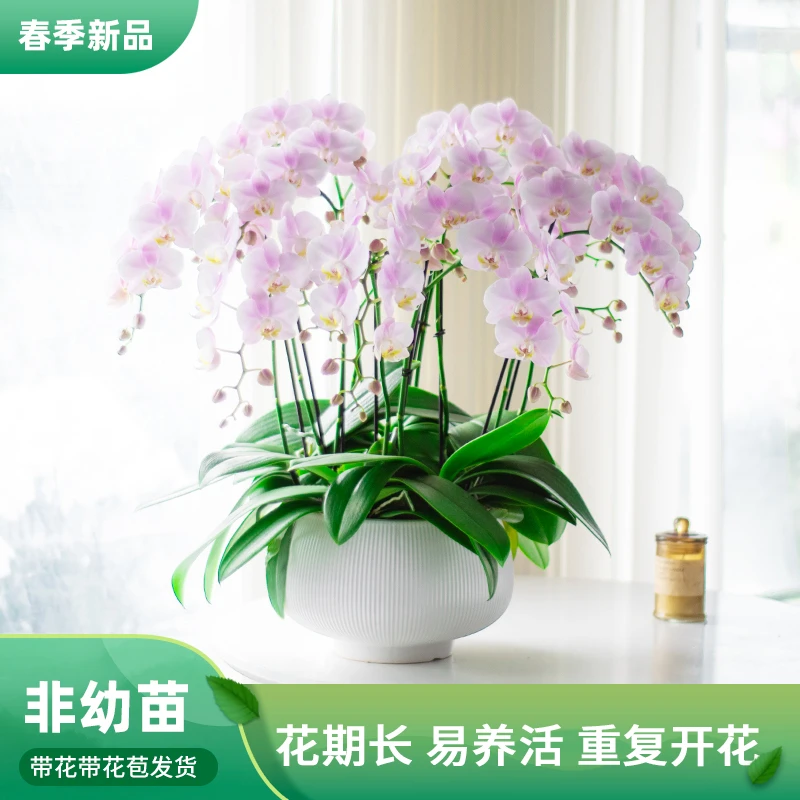 精品鲜花蝴蝶兰【天使】盆栽带花大号耐寒耐养室内乔迁送人送礼