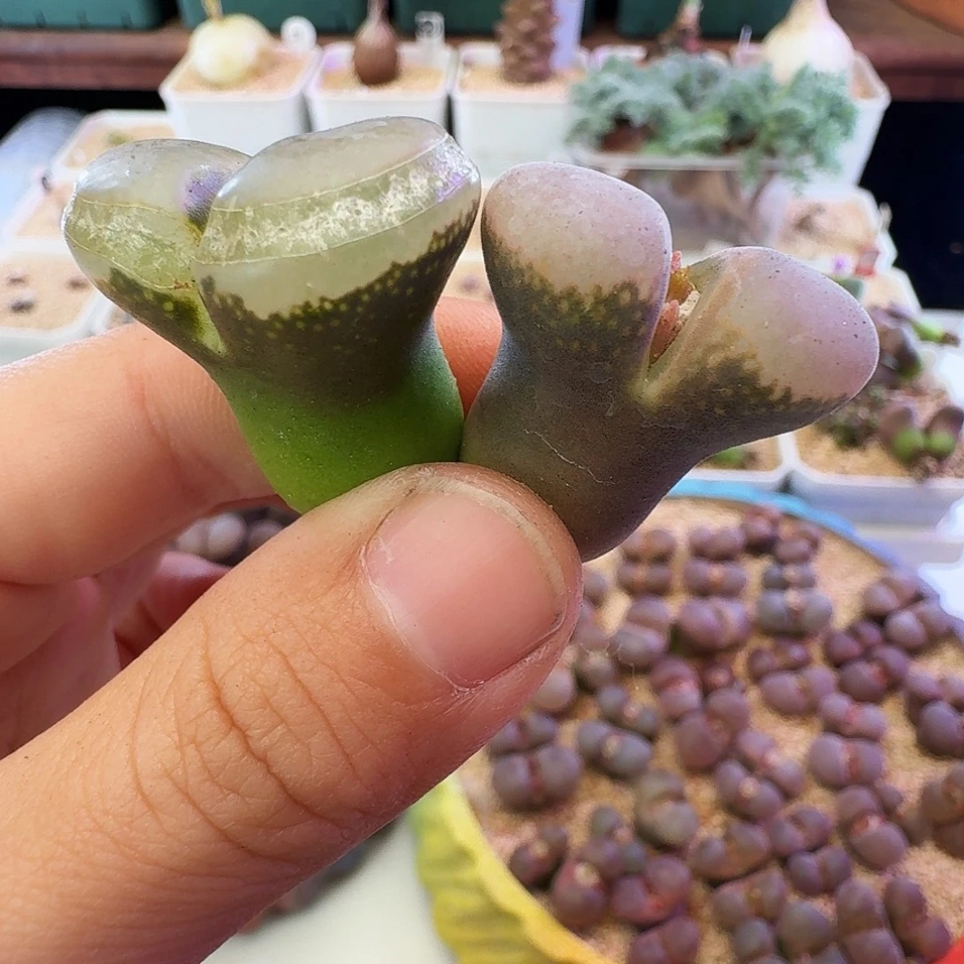 福利瑕疵风铃介意慎拍368