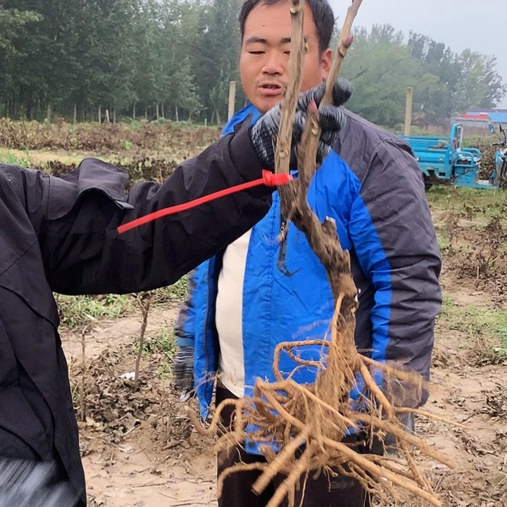 当前无花朵，栽培后可花朵花王51