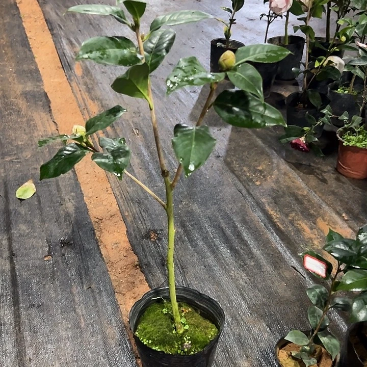 大部分花苞少量开放，拉力