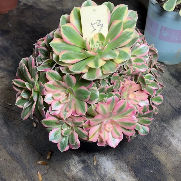 53男神多肉一物一拍