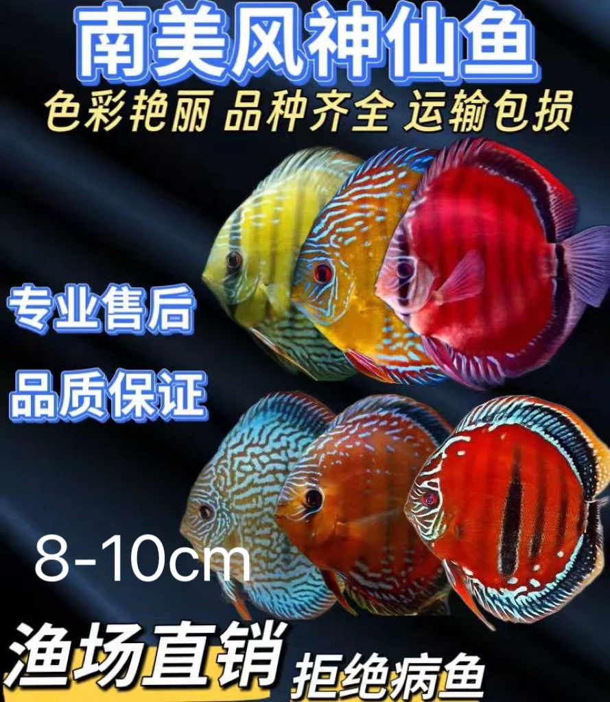 8-10cm七彩神仙鱼渔场直销 精品热带观赏鱼