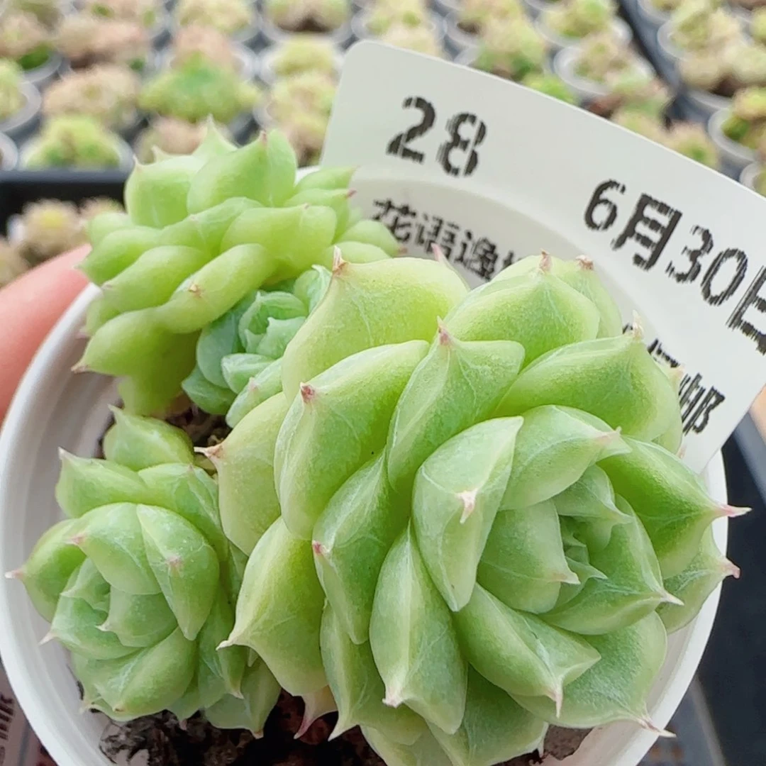 花语逸镜0630-28散