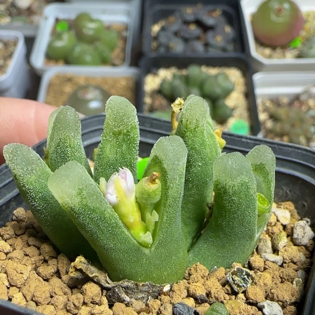 大型冰风铃群四头多肉植物640