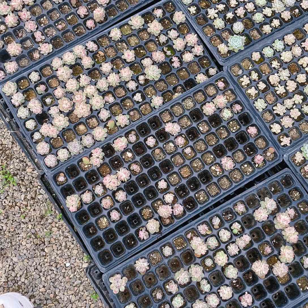 玉笛三头穴一个满25包邮