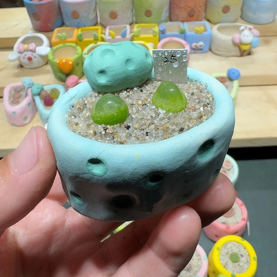 红陶蘑菇409拉登