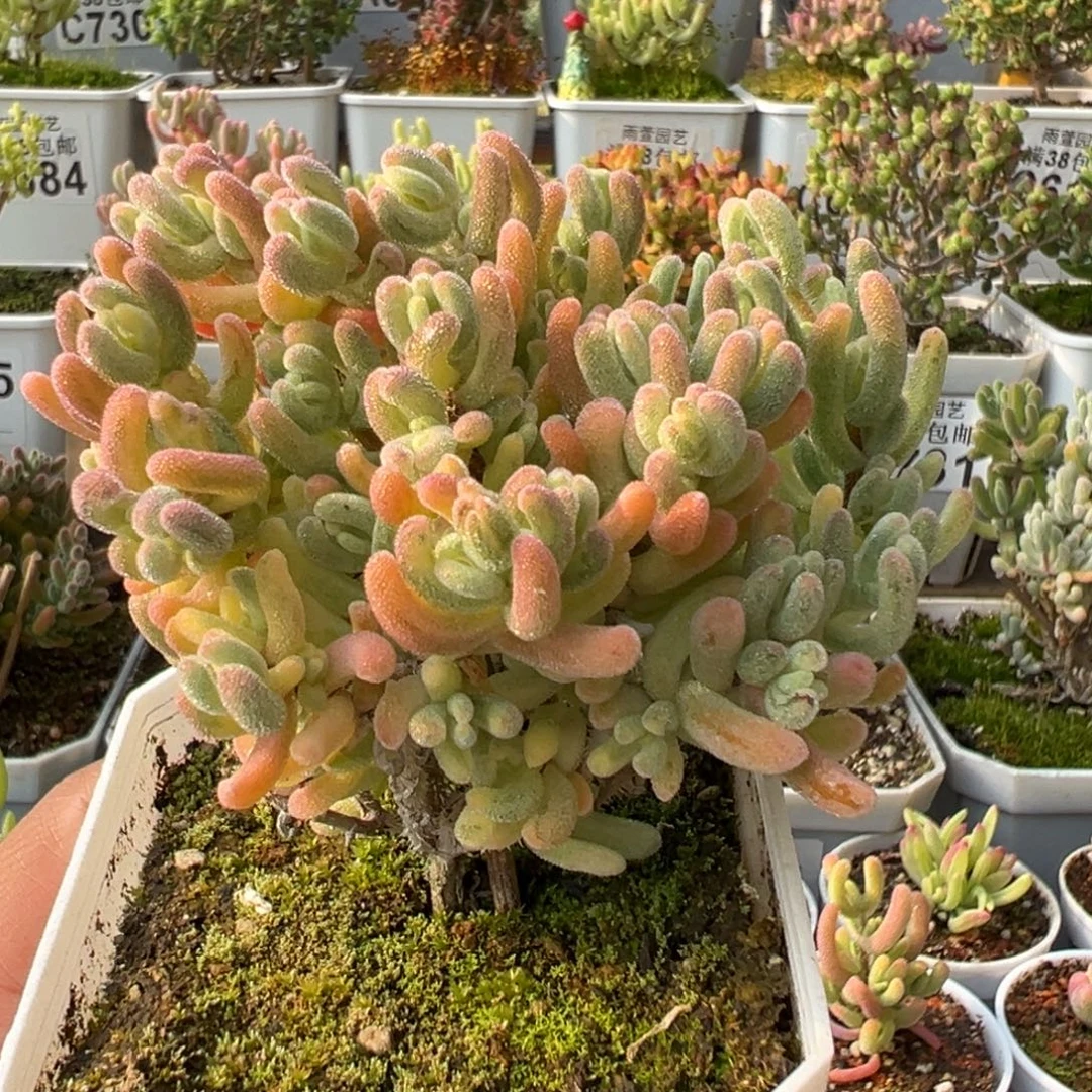 29-752橙叶白锦2年老桩